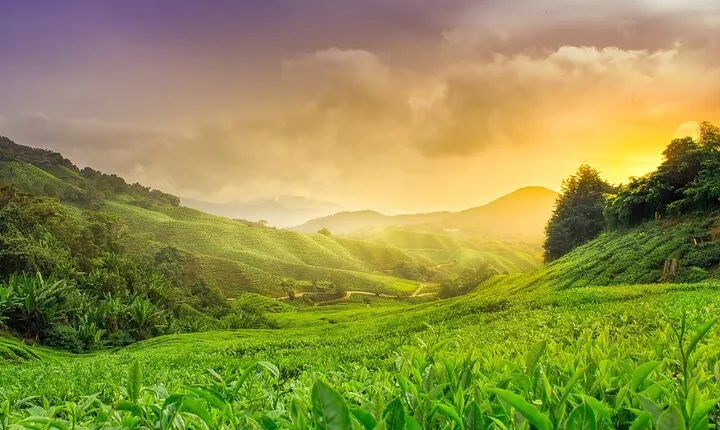 Full Day Cameron Highland Private Tour 
