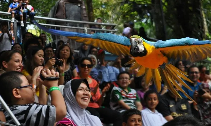 Kuala Lumpur Bird Park Admission with Famous Shopping Spots Tour