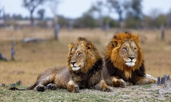 5 Days Budget Mid Range Safari Tour Tanzania