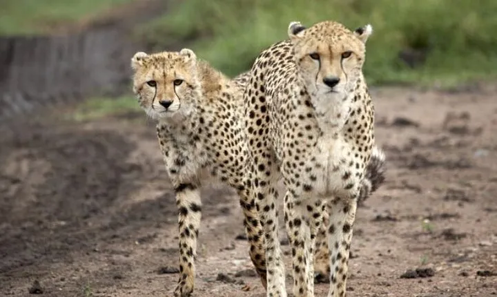 5 Day Safari in Tarangire, Serengeti and Ngorongoro Wonders