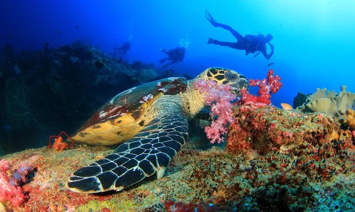 Scuba Diving Tour in Antalya with Lunch and Transfer
