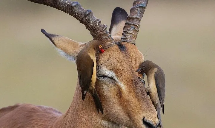 Mikumi National Park 3 Day Tour