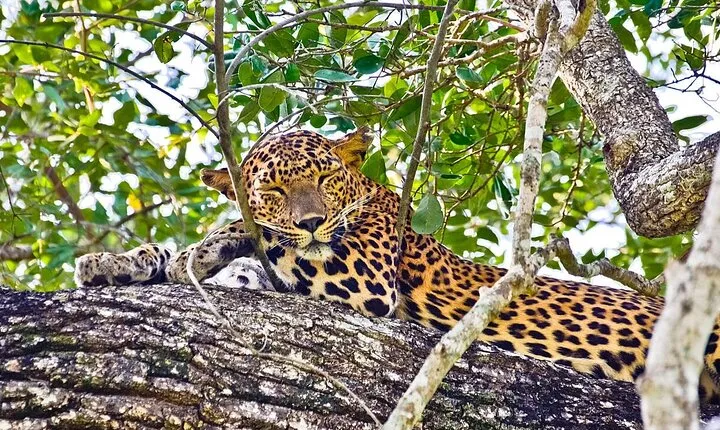 Yala Half Day Safari from Yala