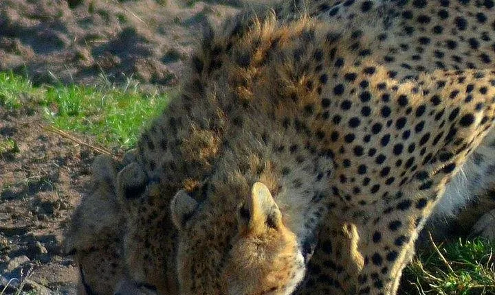 3 days Tsavo East safari from Mombasa or Diani beach