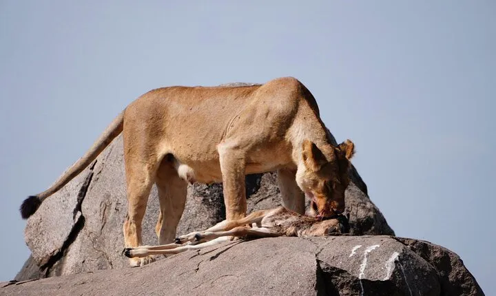 3 Days Safari Tanzania Adventures