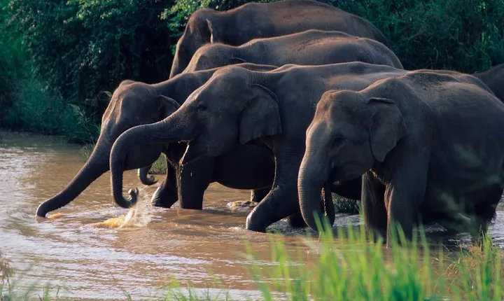 Wasgamuwa National Park Entrance Ticket with Private Safari