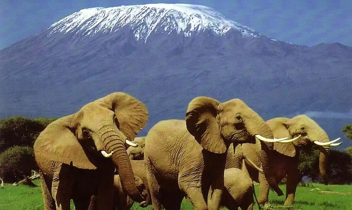 2 Days Amboseli Safari