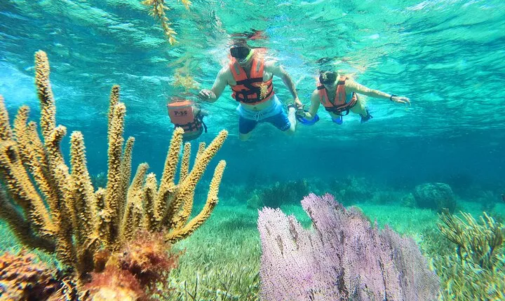Amazing Snorkeling Experience + Real Mexican Tacos