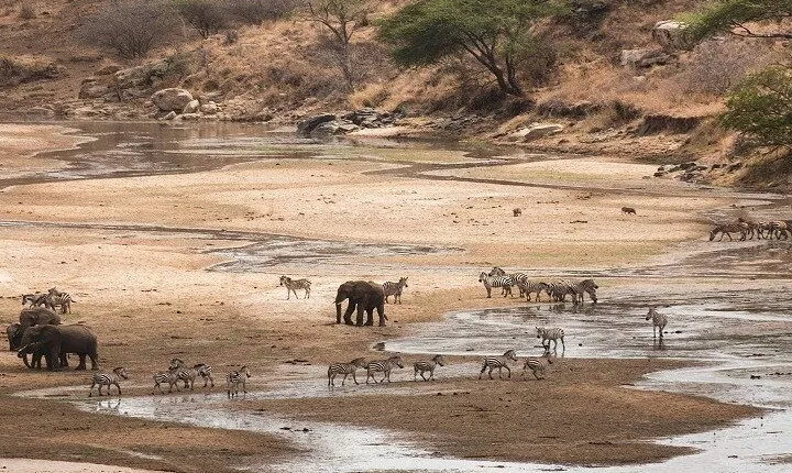 Our Top Best Tanzania Group Safari in 6-Day