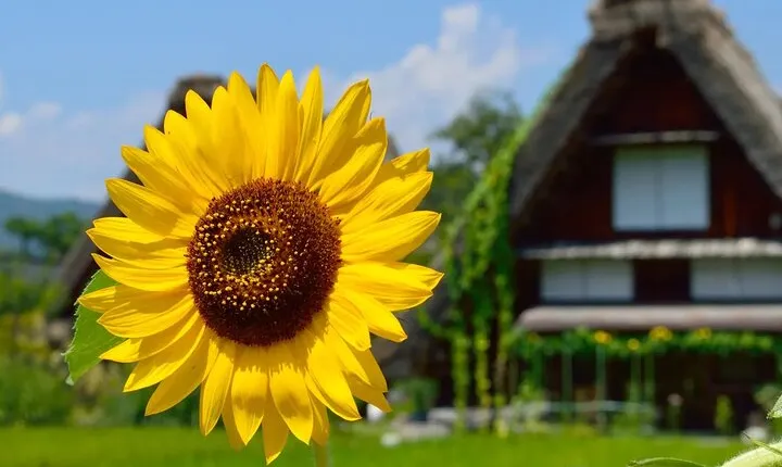 Shirakawago Gujo Hachiman and Hida Takayama One Day tour | Nagoya