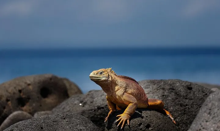 Active Galapagos Island tour 10 days