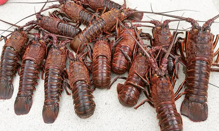 San Diego Lobster Hoop Netting Charter up to 6 People