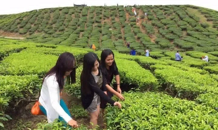 Full-Day Cameron Highlands Tour