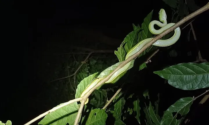 Naturegocr Monteverde