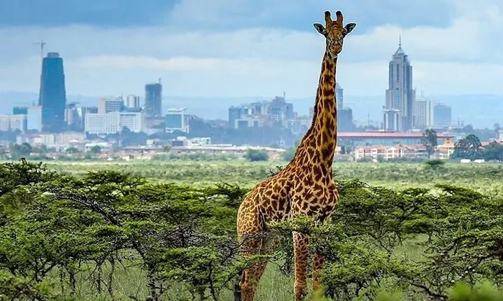 Nairobi National Park half day tour