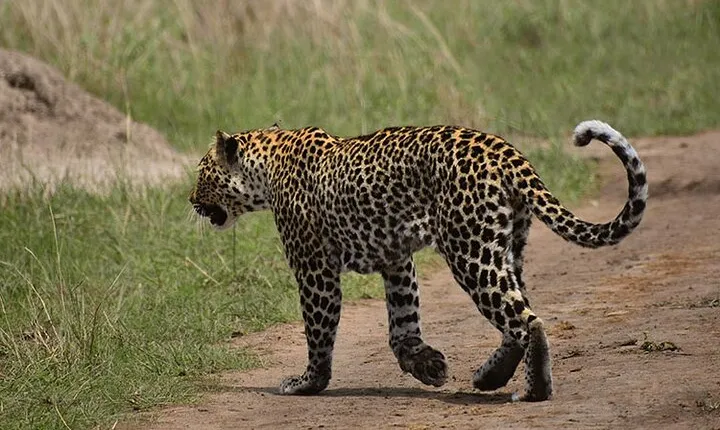 Wildlife & Primates Safari in Uganda - 9 days