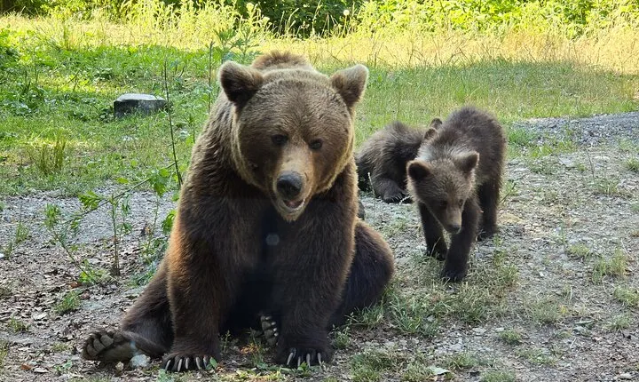 Sanctuary for Bears and Dracula Castle - Small group max 7 passan