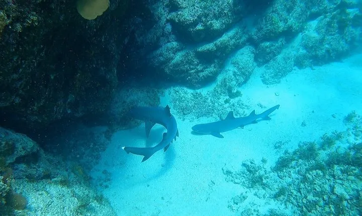 Snorkel Privately in Cabo San Lucas