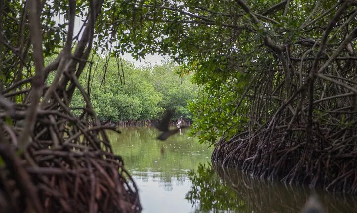 Cartagena Mangrove Tour
