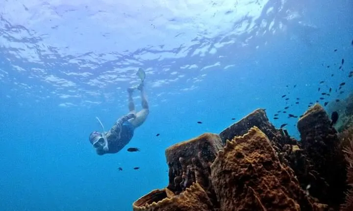 PRO-SNORKELING to Explore Hidden Coral Reefs (MAX 10 PAX)