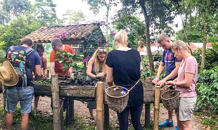 Immersive Coffee Farm Experience at Finca El Ocaso from Salento