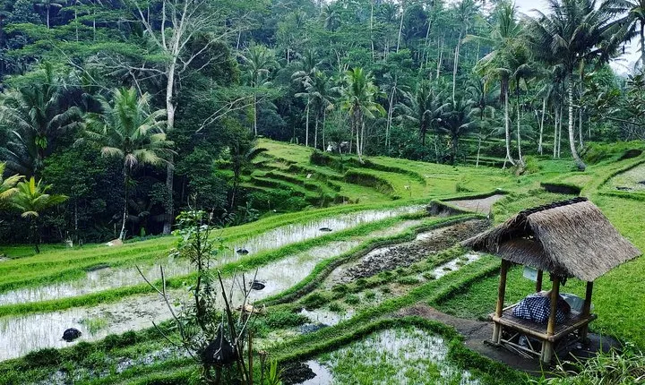 Best of Bali private customized tours