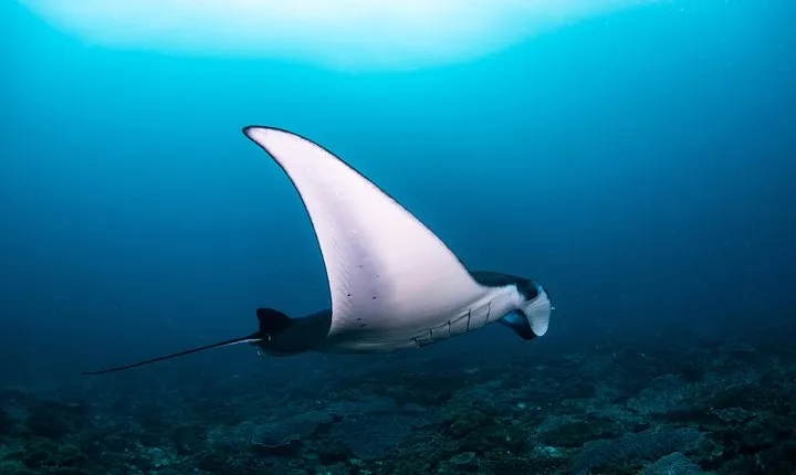 Fun Dive Nusa Penida Bali - For Certified Divers