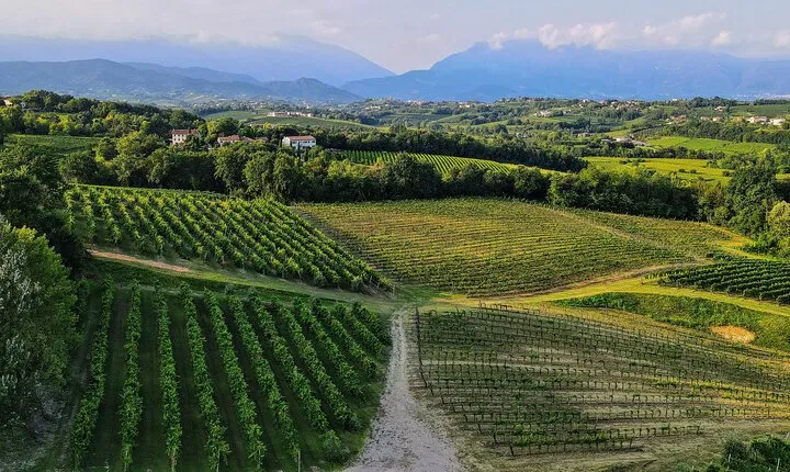 Exclusive Tour of the Vineyards with Visit to the Cellar!
