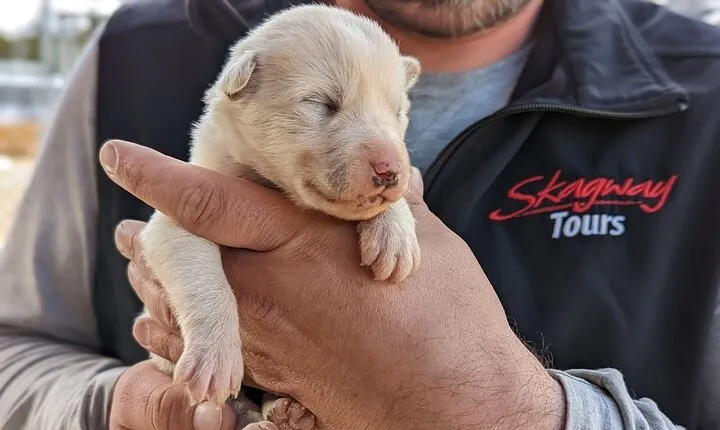 Yukon Husky Puppy Play Time & Summit Tour