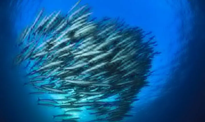 Chumphon Pinnacle-Koh Tao 2 dive trip for certified divers
