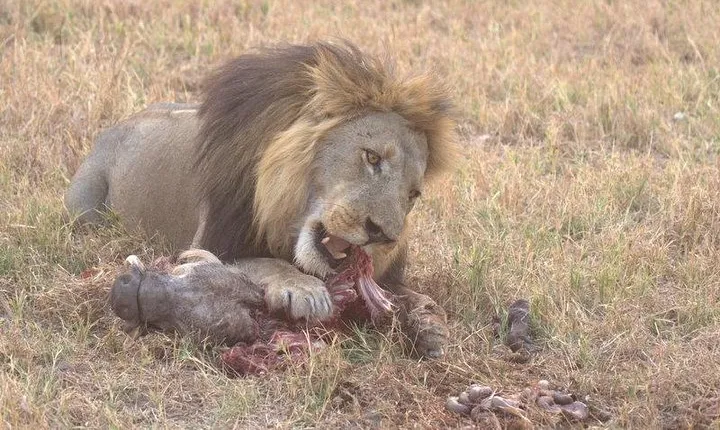 Moremi Game Reserve Day Trip