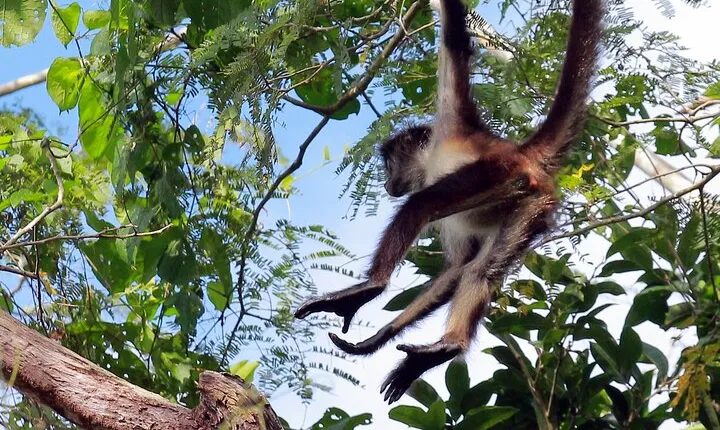 Zip lining and Canoe Monkey jungle in Tulum 