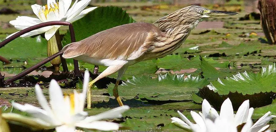 Aswan Bird Watching Tour
