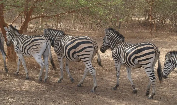 Day tour Somone lagoon and Bandia park Safari