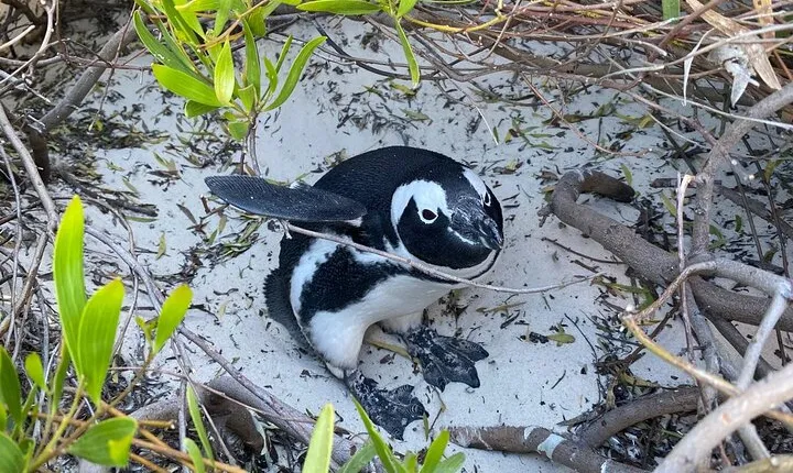 7 Hour Cape of Good Hope & Boulder’s Beach Penguins Private Tour