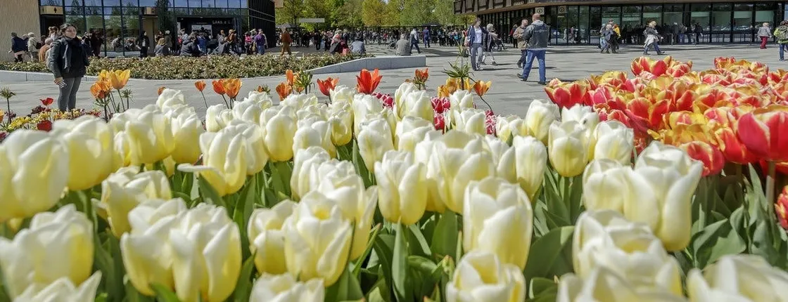 Keukenhof entrance ticket including shuttle bus