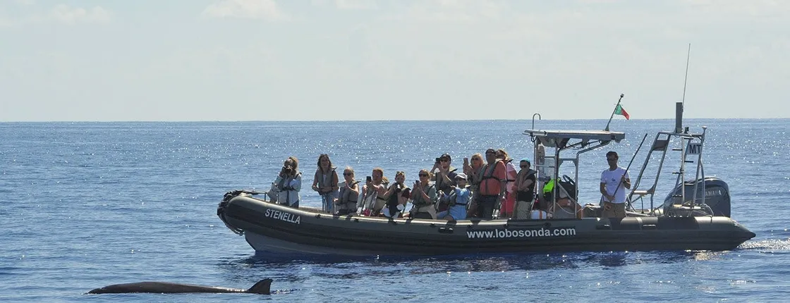 Guided speed boat whale watching tour in Madeira