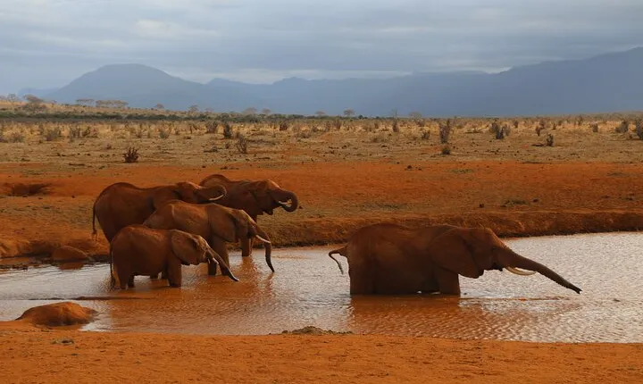 5 Days safari to Tsavo East, Tsavo West and Saltlick from Mombasa