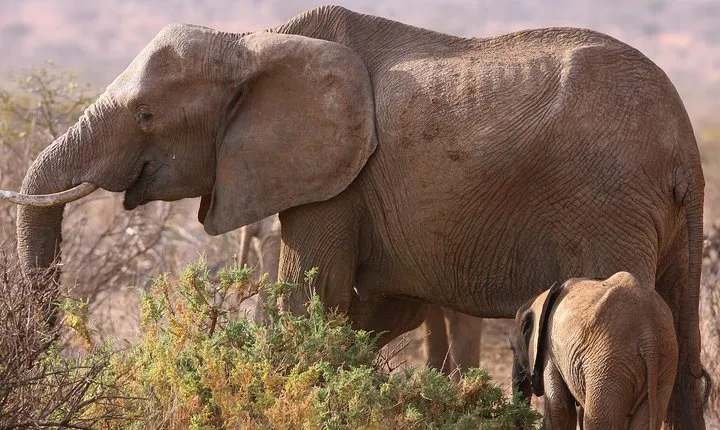 5 day safari Tarangire Serengeti and Ngorongoro crater