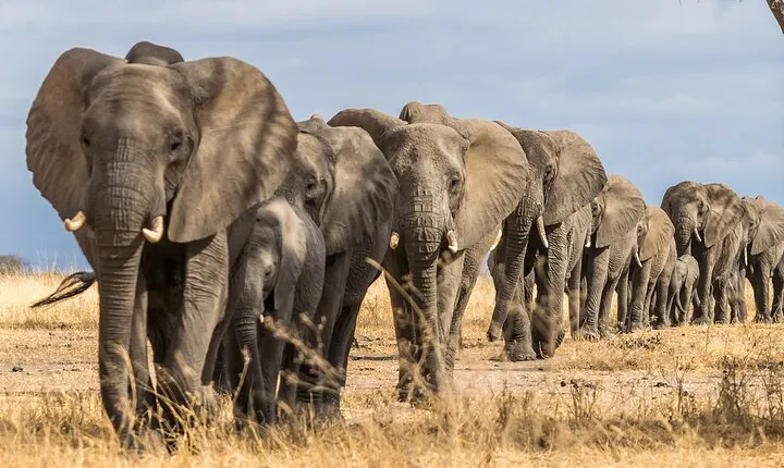 Tarangire National Park and Maasai Village Safari Tour