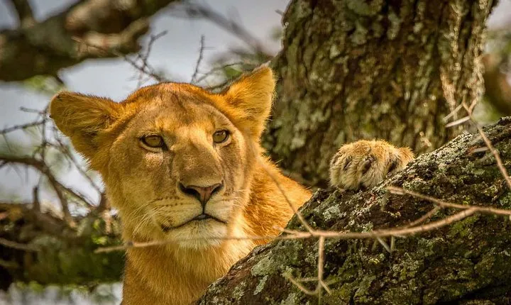 4 Day: Astonishing Group Safari