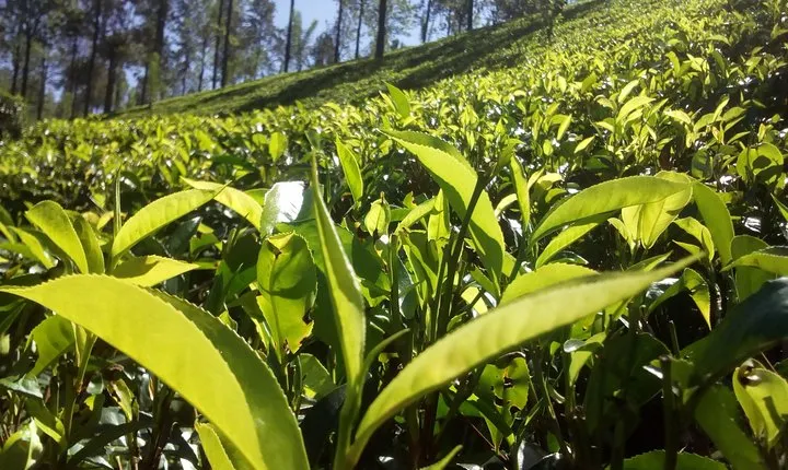 Private Day trip Kandy & pinnawala with your selected attractions