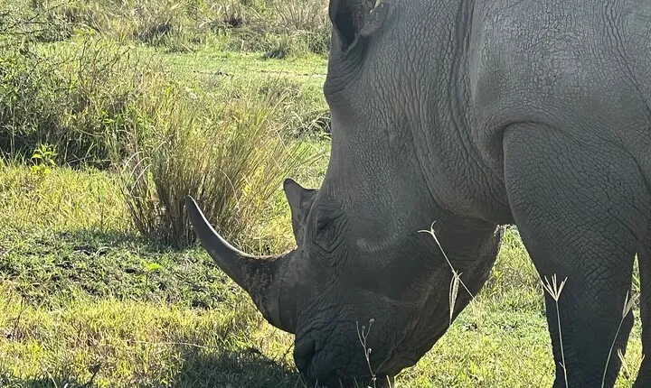 1 Day Safari in Ngorongoro Crater with Lunch Included