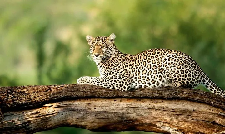 4 Days Experience big five in Tarangire, Serengeti & Ngorongoro Safari
