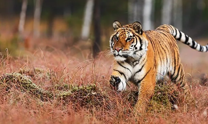 Explore Delhi Agra Ranthambore Jaipur 3 Night 4 Days