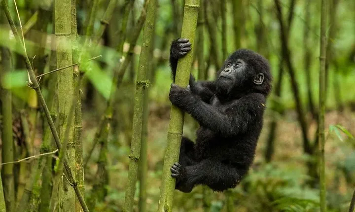 4days MOUNTAIN GORILLA TREKKING BWINDI