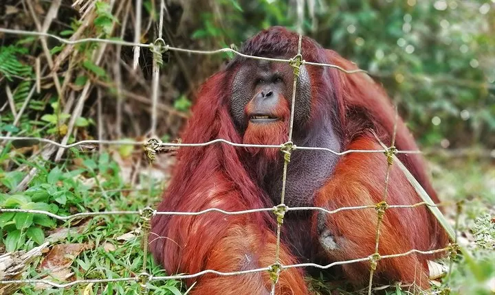 Private Tour: Ipoh Secrets Taiping Heritage & Orang Utan Island