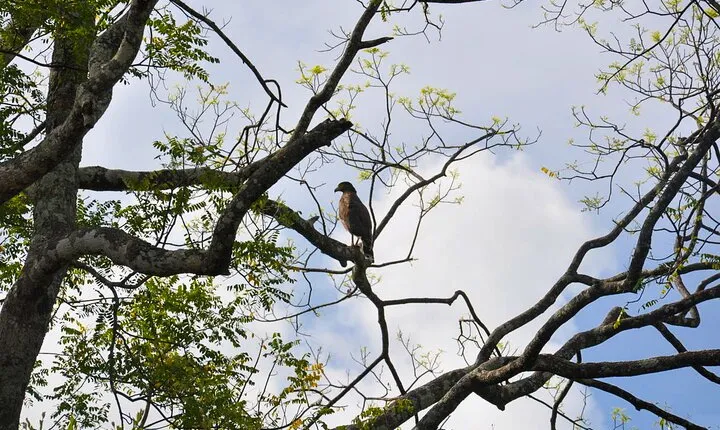 Birdwatching Trek in Anawilundawa Sanctuary from Kalpitiya