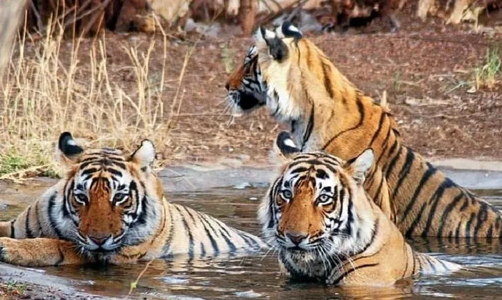 Private 6-days Tour Delhi, Jaipur, Ranthambore Safari And Agra With Tajmahal