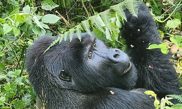 3-Day Gorilla Trekking in Bwindi Impenetrable National Park